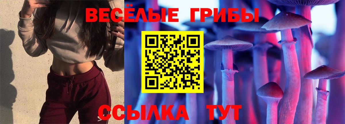 Галлюциногенные грибы Psilocybine cubensis Гусев